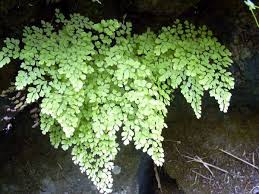 Image result for Adiantum soboliferum