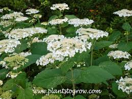 Image result for Hydrangeaceae