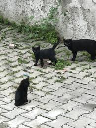 Panter Kedi