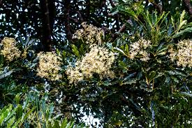 Image result for Neocussonia umbellifera