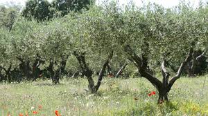 Image result for Olea chimanimani