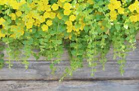 Image result for Lysimachia djalonis