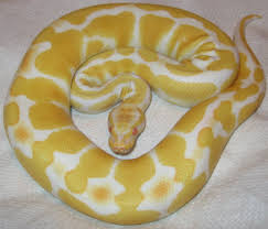 The gene thins out the black parts of the ball python making the brown more prominent all around. 26 Types Of Ball Pythons Morphs Clubfauna