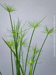 Image result for Cyperus dilatatus