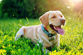 Mosquito Bites On Dogs Treatment And Prevention Daily Paws
