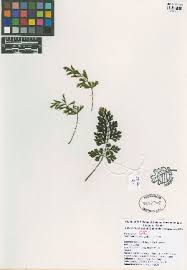 Image result for Asplenium hemitomum