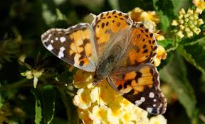 Check spelling or type a new query. Painted Lady Caterpillars Growing With Science Blog