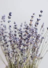 Natural French Lavender Dried Flower Bundle Dried Flowers Flower Aesthetic Heather Flower