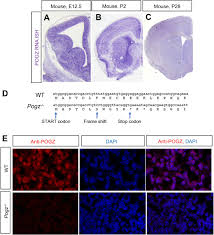 Tan truong j hat trading co., ltd. Autism Risk Gene Pogz Promotes Chromatin Accessibility And Expression Of Clustered Synaptic Genes Biorxiv