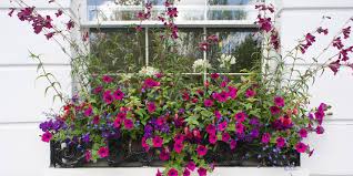 Save on microsoft products today with box How To Plant A Spring Window Box Spring Gardening Ideas