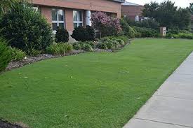 Bermuda grass is a creeping grass, and will creeps along the ground and root where ever a node touches the ground, forming a dense mat. Royal Bengal Bermuda Grass Seeds Bag Of 11 340 Kg à¤¬à¤°à¤® à¤¡ à¤˜ à¤¸ à¤¬à¤°à¤® à¤¡ à¤— à¤° à¤¸ Peak Traders Gurgaon Id 10537571073