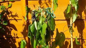 I have removed the leaves as soon as i see it start to happen but it makes no difference. Clematis Wilt
