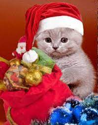See more ideas about christmas animals, christmas art, christmas pictures. Pin By Maria Rosa Maass Jerez On Novogodnie Christmas Kitten Christmas Animals Pet Holiday
