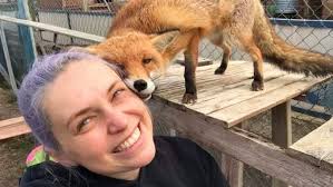 Two top quality Dutch Harness Horse fillies sired by Dylano