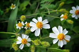 Image result for Bidens pilosa