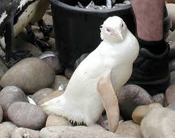 Image result for one of a kind animals