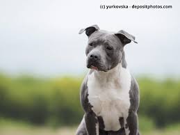 The goal was to create a dog with the strength and tenacity of the bulldog and the speed and agility of the terrier. American Staffordshire Terrier Steckbrief Fci Klasse Haustiermagazin