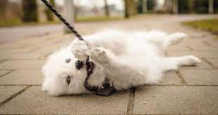 You can check out this infographic to help you find out how much exercise your dog needs by their breed Vet Q A Will Neutering Calm My Dog Pdsa