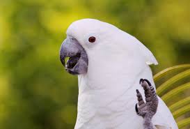 Exotic Birds You Can Have As Pets What You Need To Know About The Umbrella Cockatoo Cockatoo Pets Pet Birds