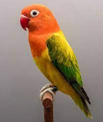 Maybe you would like to learn more about one of these? Gambar Lovebird Spangle Green Love Bird Indah