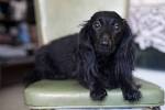 Black Full Grown Long Haired Dachshund