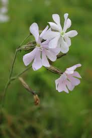 Image result for Silene bellidioides