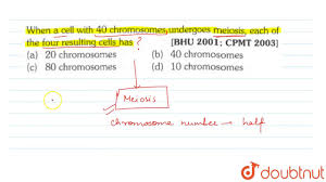 In meiosis a diploid cell (2n) replicates its dna so that it now has four copies of each chromosome. When A Cell With 40 Chromosomes Undergoes Meiosis Each Of The Four Resulting Cells Has Youtube