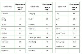 5 Tane Bitki Kromozom 5 Tane Hayvan Kromozom Sayisi Farkli Olsun Lutfennn Eodev Com