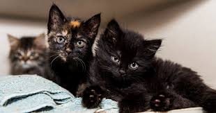 About adoption find your perfect cat waiting for you at cat depot. Adopt A Pet Dogs Cats Nyc Adoption Tips Aspca
