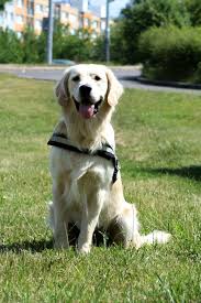 Image result for zlatý retrívr