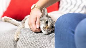 Pet euthanasia is an extremely sensitive subject, and a personal decision that must come from within you. Putting Your Cat To Sleep Purina