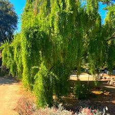 Image result for Maytenus