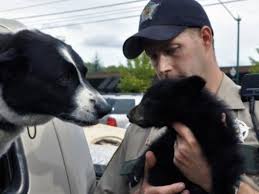 Browse all the puppies for sale charlotte dog club has available. Could These Dogs Prevent Bear Deaths In B C Vancouver Is Awesome