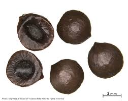 Image result for Tarenna leonardii