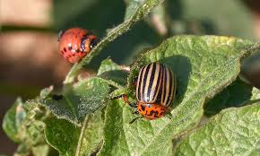 Коли кропити колорадського жука: оптимальний час і сезон