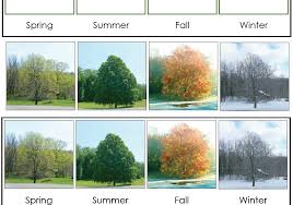 This Seasons Chart Features The Same Tree Through The Different Seasons Of The Year I Looked A Long Time To Find Something Seasons Chart Seasons Four Seasons