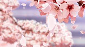 A common symbolic element in anime and other japanese media, falling sakura petals have several … Pin By Guess Who On Aesthetic Anime Flower Aesthetic Anime Anime Cherry Blossom