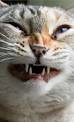 Le coryza du chat : symptmes et prvention - Gralon