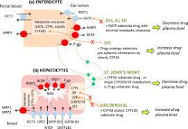 A Regulatory Science Viewpoint On Botanical Drug Interactions Sciencedirect