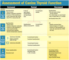 How To Test Interpret Thyroid Function Veterinary