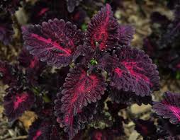 Image result for Coleus tetragonus