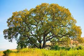 Can a mature oak tree sprout acorns? What Is A White Oak Tree Home Stratosphere