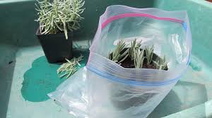 Image result for lavender cuttings