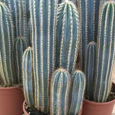 2 224 просмотра 2,2 тыс. Cereus A Very Popular Cactus Growing Sheet By Giromagi Cactus