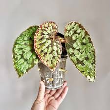 Image result for Begonia ampla