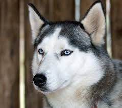 Heute laufen huskys und andere 9_ schlittenhunderassen rennen, die hauptsächlich in alaska, schweden und norwegen stattfinden. Husky Siberian Rassebeschreibung Wesen Haltung Und Pflege