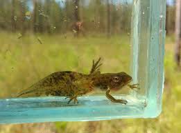 Image result for Hippocratea graciliflora