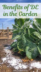 How to use diatomaceous earth for organic pest control prevent pests from invading your garden by using diatomaceous earth products to naturally kill bugs and beetles without the use of harsh. All The Ways You Can Use Diatomaceous Earth In The Vegetable Garden Audreyslittlefarm Diatomaceousear Garden Problems Diatomaceous Earth Planting Vegetables