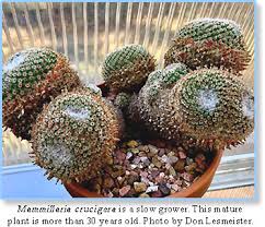 Image result for Trochomeria hookeri