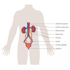 Check spelling or type a new query. Anatomy Of The Urinary System